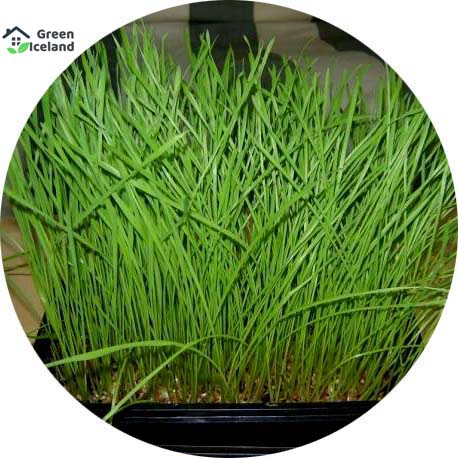 Picture of 100+ Pcs Natural Cat Grass Foliage Plant Bonsai SeedS