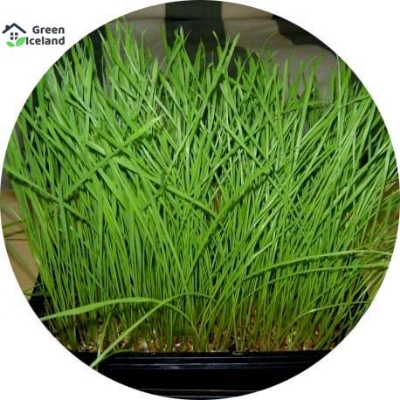 Picture of 100+ Pcs Natural Cat Grass Foliage Plant Bonsai SeedS