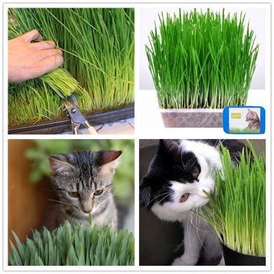 Picture of 100+ Pcs Natural Cat Grass Foliage Plant Bonsai SeedS