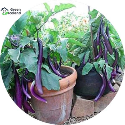 Picture of 20 Pcs Hybrid F1 Long Brinjal SeedS