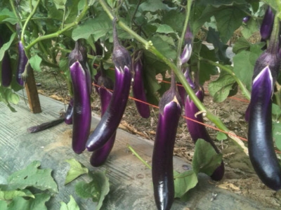 Picture of 20 Pcs Hybrid F1 Long Brinjal SeedS