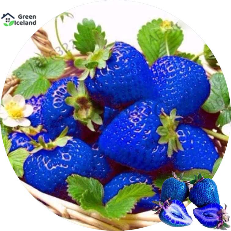 Picture of Blue Strawberry SeedS - 30 Pcs Seeds