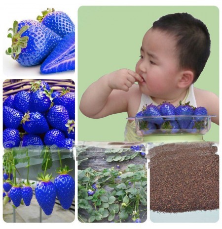 Picture of Blue Strawberry SeedS - 30 Pcs Seeds