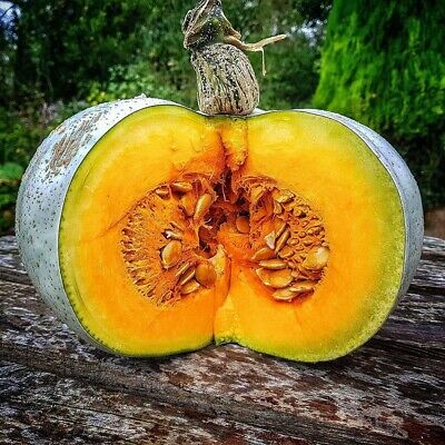 Picture of 10 Pcs Organic Hybrid Sweet Pumpkin SeedS