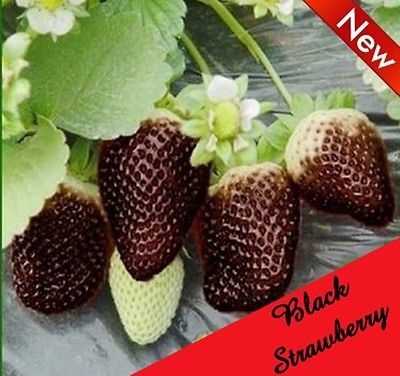 Picture of Gaint Black strawberry Seed - 20 Pcs SeedS