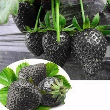 Picture of Gaint Black strawberry Seed - 20 Pcs SeedS
