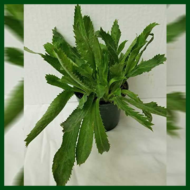 Picture of 50 Pcs Global Garden/Tob Bilati Coriander Seeds