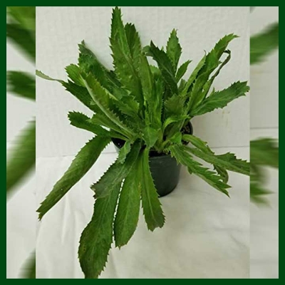 Picture of 50 Pcs Global Garden/Tob Bilati Coriander Seeds