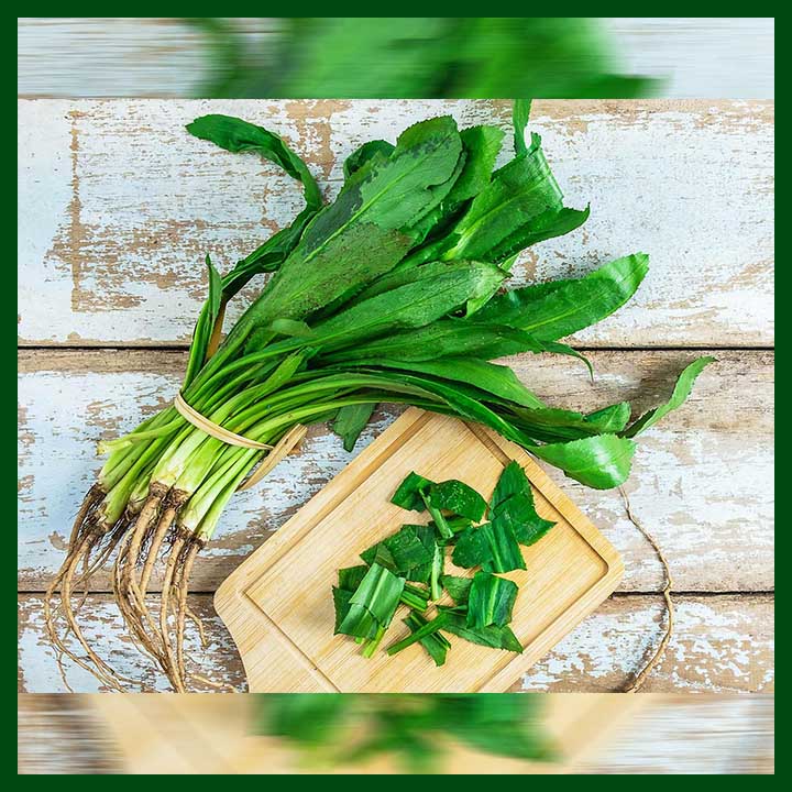 Picture of 50 Pcs Global Garden/Tob Bilati Coriander Seeds