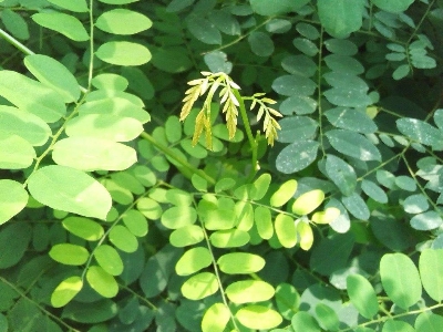 Picture of Natural Scented Rosewood / Sisso Tree Seeds - 30 Pcs SeedS