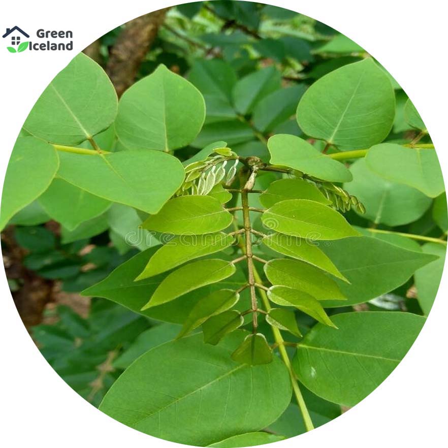 Picture of Natural Scented Rosewood / Sisso Tree Seeds - 30 Pcs SeedS