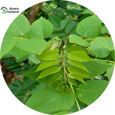 Picture of Natural Scented Rosewood / Sisso Tree Seeds - 30 Pcs SeedS