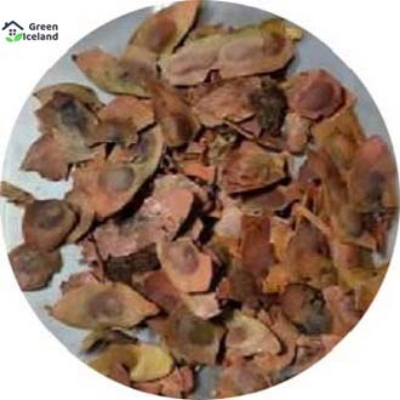 Picture of Natural Scented Rosewood / Sisso Tree Seeds - 30 Pcs SeedS