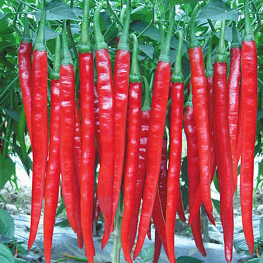 Picture of Intact Packet Natural Red Spicy Chili SeedS