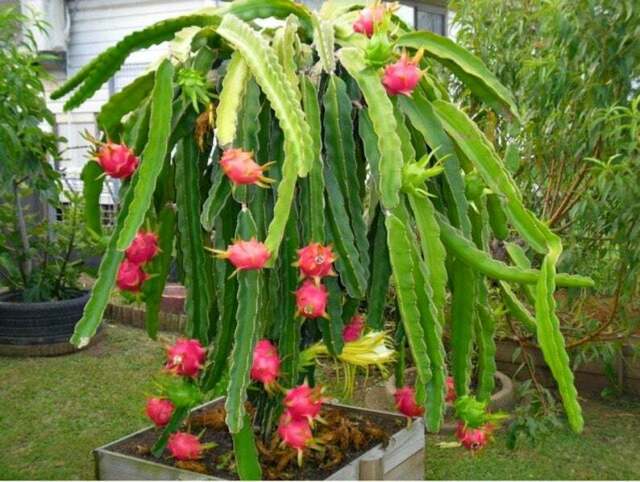 Picture of 20 Pcs All Season Dragon Pitaya Fruit Seeds - 20 Pcs SeedS