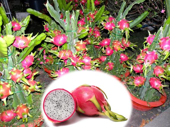 Picture of 20 Pcs All Season Dragon Pitaya Fruit Seeds - 20 Pcs SeedS