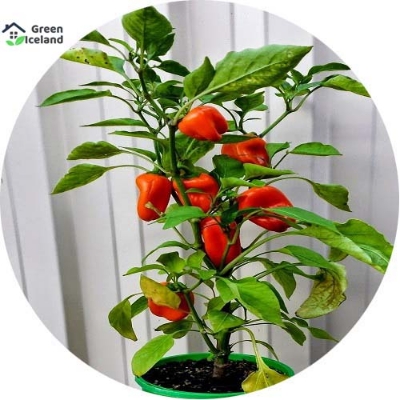 Picture of 10+ Pcs All Season Red Capsicum SeedS