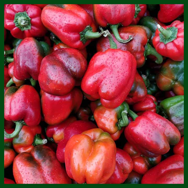 Picture of 10+ Pcs All Season Red Capsicum SeedS