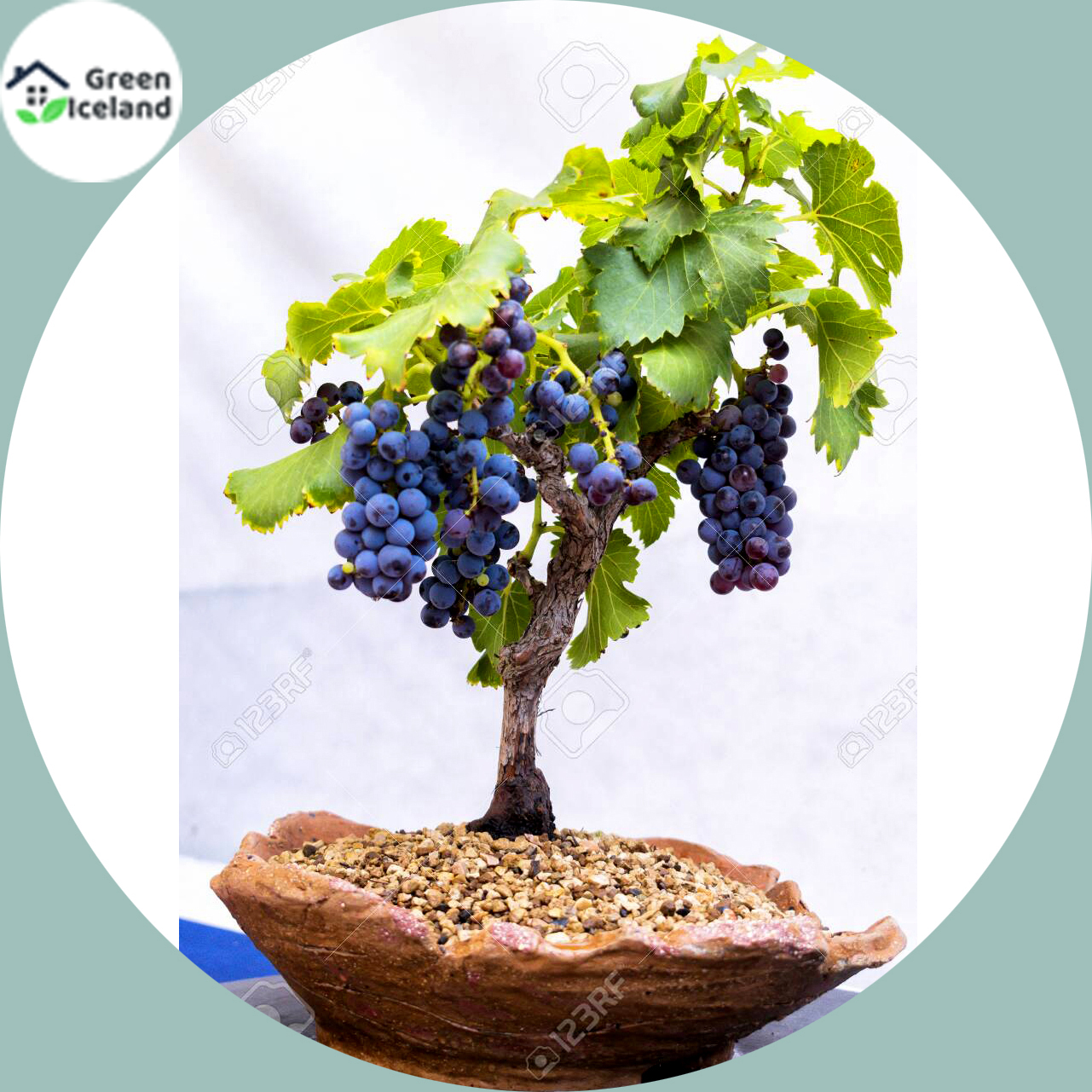 Picture of Miniature Grape SeedS -20 Pcs SeedS