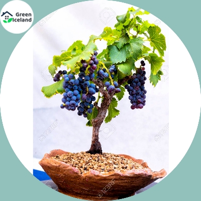 Picture of Miniature Grape SeedS -20 Pcs SeedS
