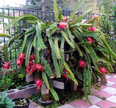 Picture of Bonsai Dragon Pitaya Fruit Seeds - 15 Pcs SeedS