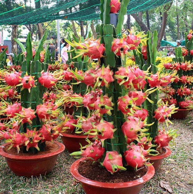 Picture of Bonsai Dragon Pitaya Fruit Seeds - 15 Pcs SeedS
