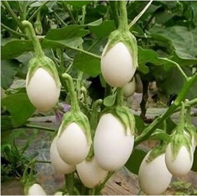 Picture of 20 Pcs Global White Eggplant SeedS