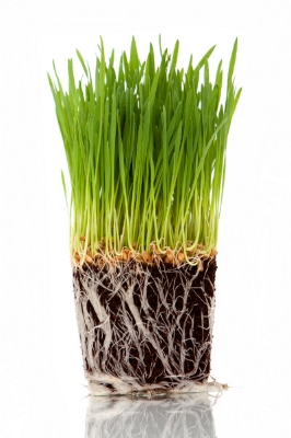 Picture of 200+ Pcs Cat Grass Foliage Plant Bonsai SeedS