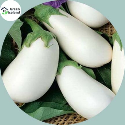 Picture of White Eggplant Seeds - 20 Pcs SeedS