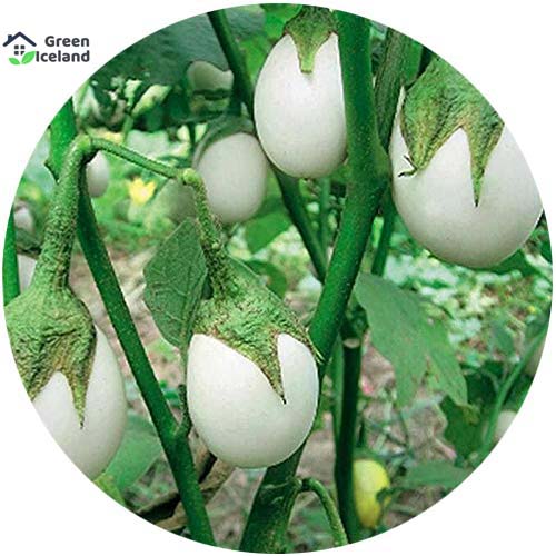 Picture of White Eggplant Seeds - 20 Pcs SeedS