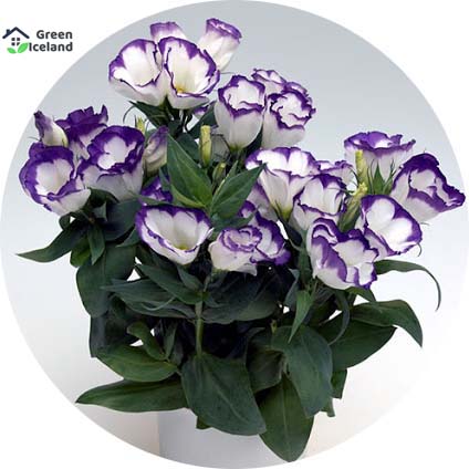 Picture of 10 Pcs Natural Eustoma Flower bonsai Seeds - 10 Pcs Seeds