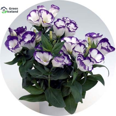 Picture of 10 Pcs Natural Eustoma Flower bonsai Seeds - 10 Pcs Seeds
