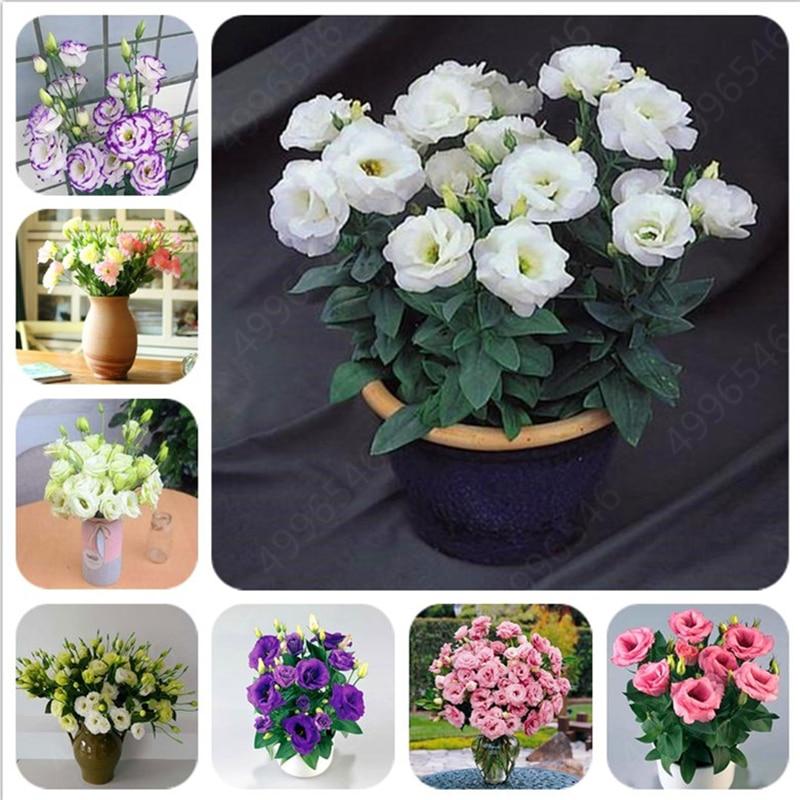 Picture of 10 Pcs Natural Eustoma Flower bonsai Seeds - 10 Pcs Seeds