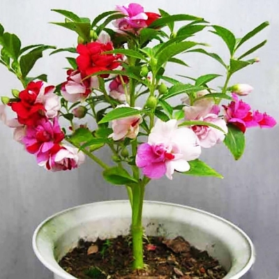 Picture of 15 Pcs Global Balsam Flower SeedS