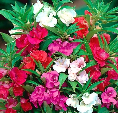 Picture of 15 Pcs Global Balsam Flower SeedS