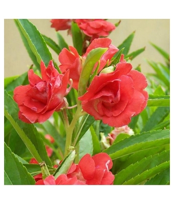 Picture of 15 Pcs Global Balsam Flower SeedS