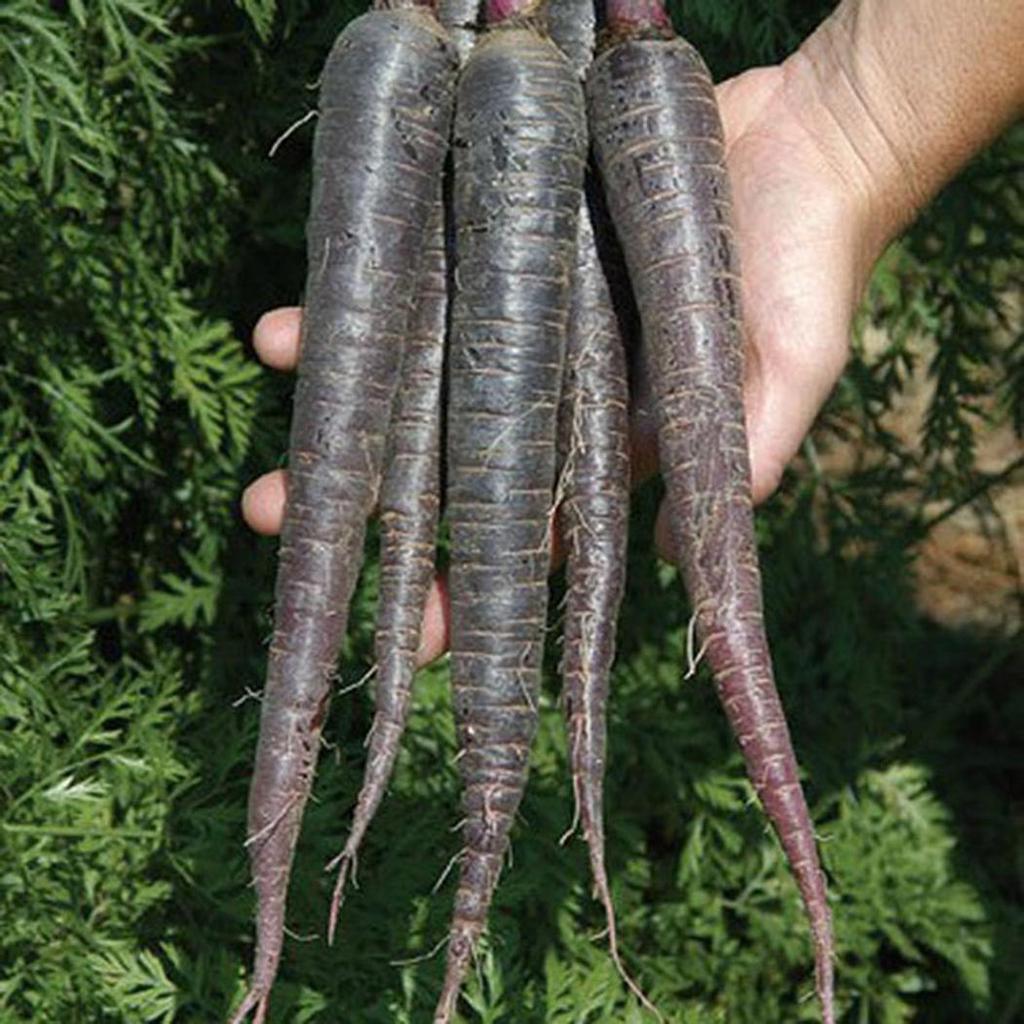 Picture of Imported Black Carrot SeedS  - 30 Pcs SeedS