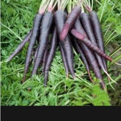 Picture of Imported Black Carrot SeedS  - 30 Pcs SeedS