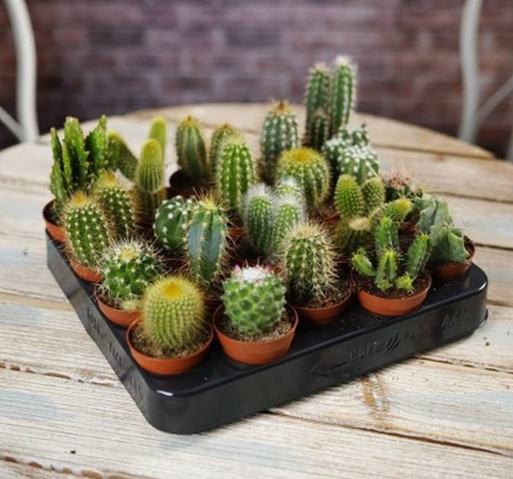 Picture of All Season Rare Cactus Plants Bonsai Seeds - 15 Pcs SeedS