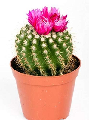 Picture of All Season Rare Cactus Plants Bonsai Seeds - 15 Pcs SeedS