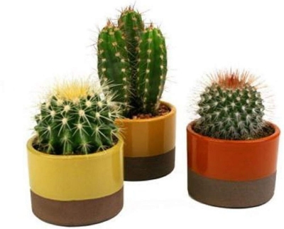 Picture of All Season Rare Cactus Plants Bonsai Seeds - 15 Pcs SeedS