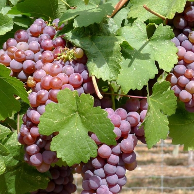 Picture of All Season Red Grape Seeds - 20 Pcs SeedS