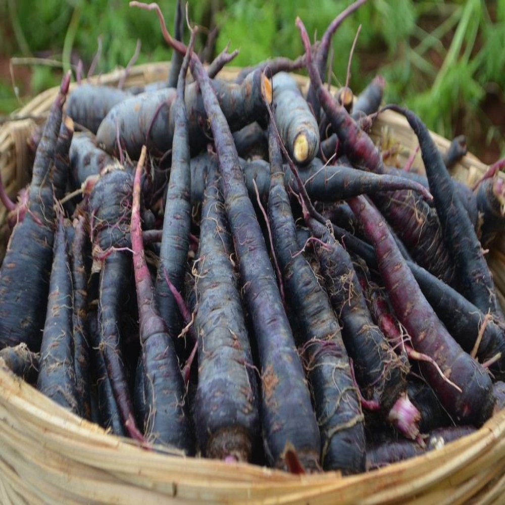 Picture of Black Carrot Seeds  - 50+ Pcs SeedS