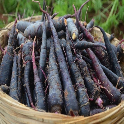 Picture of Black Carrot Seeds  - 50+ Pcs SeedS