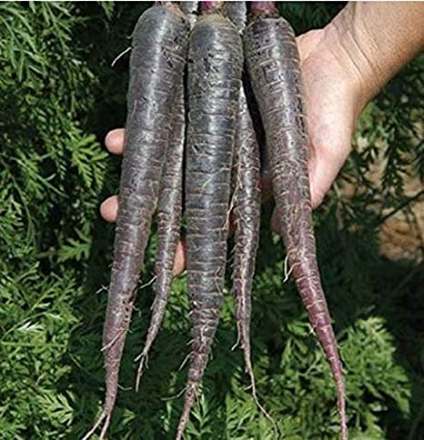 Picture of Black Carrot Seeds  - 50+ Pcs SeedS
