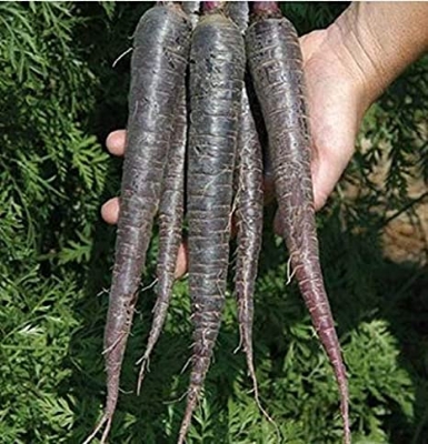 Picture of Black Carrot Seeds  - 50+ Pcs SeedS