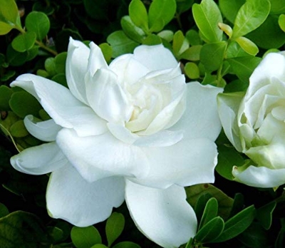 Picture of Dwarf 20 Pcs Natural Gardenia Bulbs Jasmine Flower SeedS