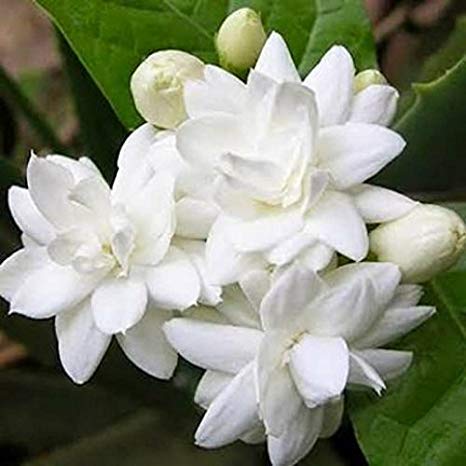 Picture of Dwarf 20 Pcs Natural Gardenia Bulbs Jasmine Flower SeedS