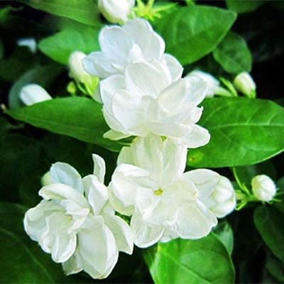 Picture of Dwarf 20 Pcs Natural Gardenia Bulbs Jasmine Flower SeedS