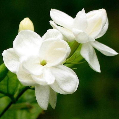 Picture of Dwarf 20 Pcs Natural Gardenia Bulbs Jasmine Flower SeedS